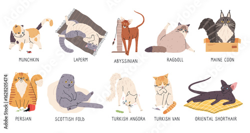 Cat breeds. Different coat colors pets, funny animals, various poses, cartoon kitten characters, cute little predators, veterinary and grooming symbols, stickers collection tidy vector set