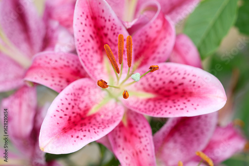 Close-Up of a Vibrant Pink Stargazer Lily in Full Bloom