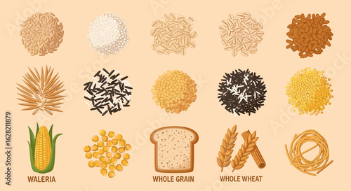 Illustration showcasing a variety of grains including rice, wheat, corn and pasta types displayed