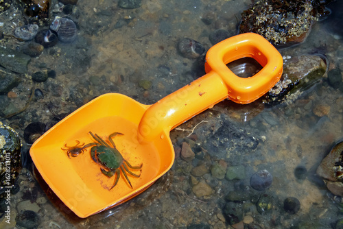 European Green Crabs in orange beach shovel