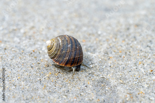 Common Periwinkle (Littorina littorea) on sand