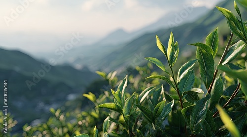 Lush tea leaves on a hillside plantation, mountain backdrop