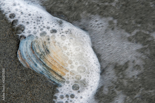 An ocean wave washes over a clam shell on the beach