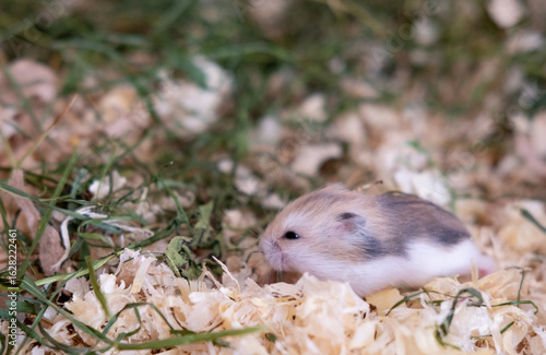 Newborn bald hamsters are lying in sawdust.