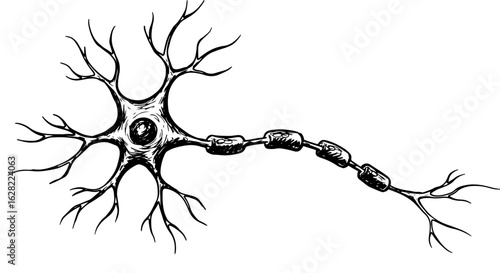 Intricate neuron structure with axon and dendrites for educational and scientific use