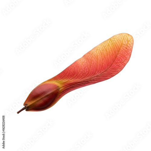 A single, vibrant red and yellow maple tree seed, also known as a samara or helicopter seed, isolated on a transparent background