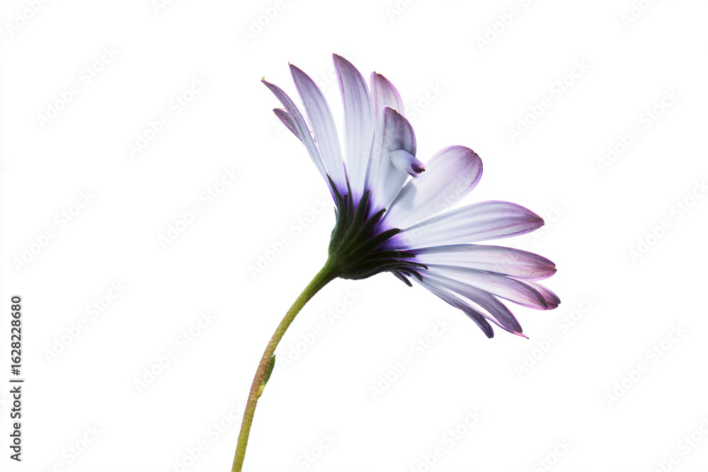 Naklejka premium a single purple flower is in a vase