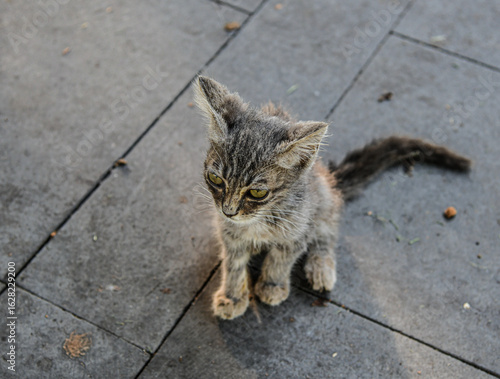 Streunende Katze auf dem Bürgersteig