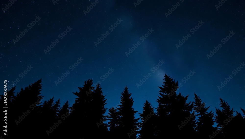 Fototapeta premium Silhouette of evergreen coniferous trees against a night sky , pine, dark background