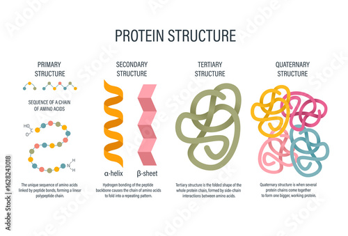 Protein Structure Levels labeled Diagram - levels of protein folding including amino acid chain molecule peptide helix sheet domain complex biology textbook education infographic for school teaching