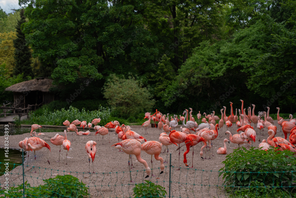 Naklejka premium A vibrant flock of flamingos stands near a calm pond in a lush zoo setting, framed by greenery and a rustic wooden shelter. Nature, wildlife, and tropical-themed concept. Prague, Czechia