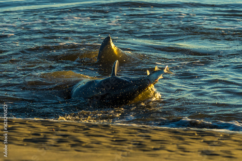 Strand Feeding Dolphin Nabs a Mullet