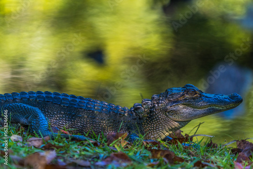 Young Alligator At The Nursery