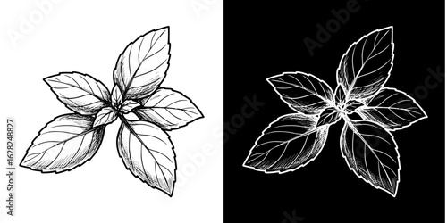 Isolated vector image of two mint leaf, two designs on transparent and black background, pencil drawing, chalk drawing
