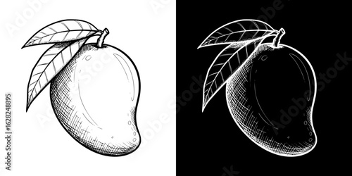 Isolated vector image of a mango with leaves, two designs on transparent and black background, pencil drawing, chalk drawing
