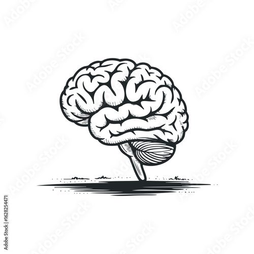 Human Brain Detailed Drawing Against White Background