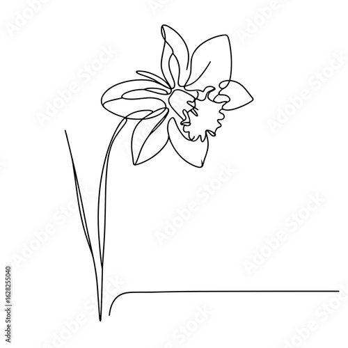 Daffodil in line art, black and white, symbolizing spring