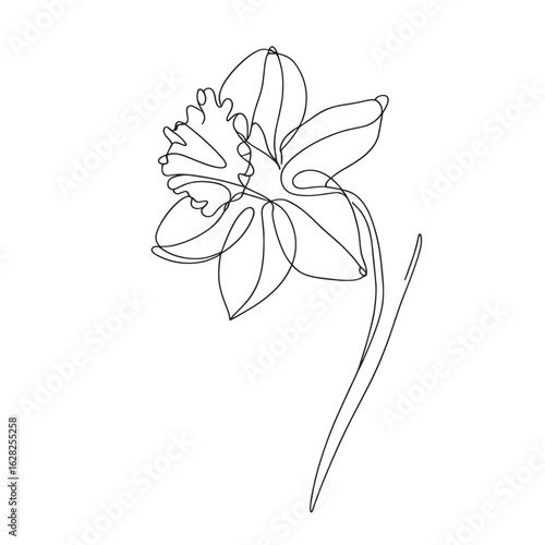 Daffodil drawing in minimalist style in black and white representing spring