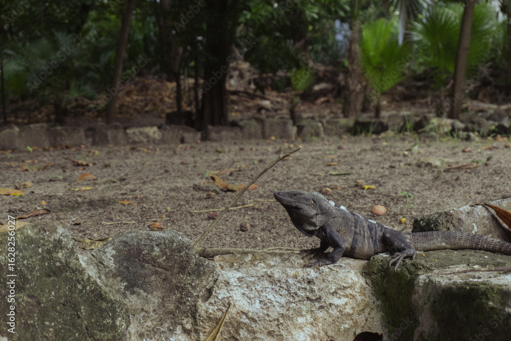 Iguana in Cancún Iguana in Cancún