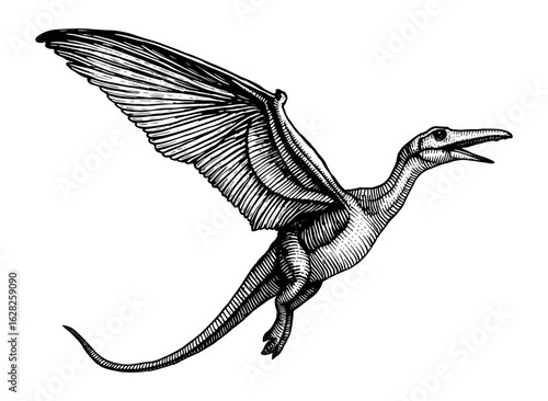 Flying dinosaur pterosaur, black and white illustration