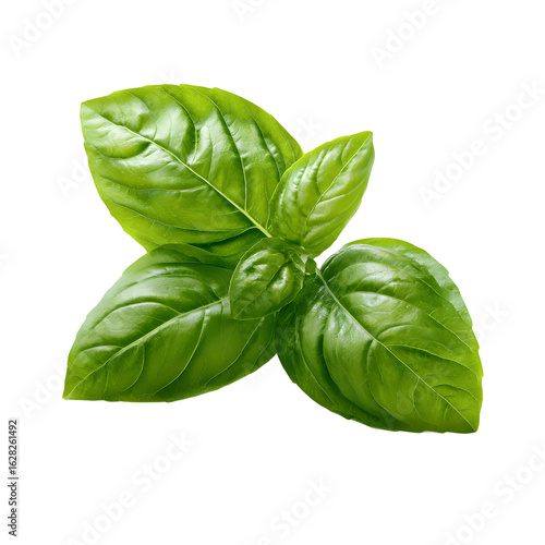 buch of  basil leaves on transparent background