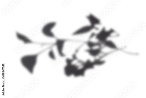 Black and White abstract background texture of shadows leaf on a white wall.