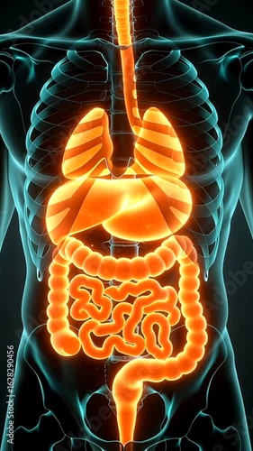 3d rendered illustration of an x ray of human body anatomy digestive system medicine