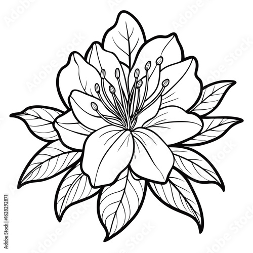  rhododendron  vector illustration line art on white background