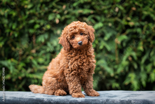 A cute tan apricot miniature poodle puppy looking like a teddy bear on a blanket