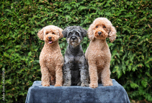 A pair of poodles with a Schnauzer posing on a blanket