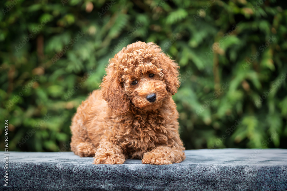 A cute tan apricot miniature poodle puppy looking like a teddy bear on a blanket A cute tan apricot miniature poodle puppy looking like a teddy bear on a blanket