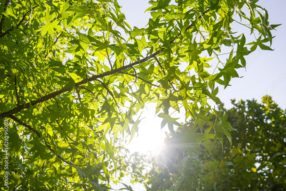 Fototapeta premium Green Leaves with Sunlight Rays – Summer Nature Concept