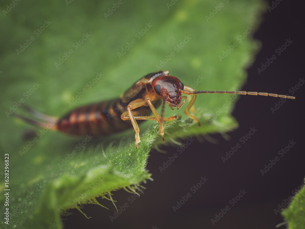 Naklejka premium A Common earwig on a leaf of a Squash plant (Forficula auricularia)