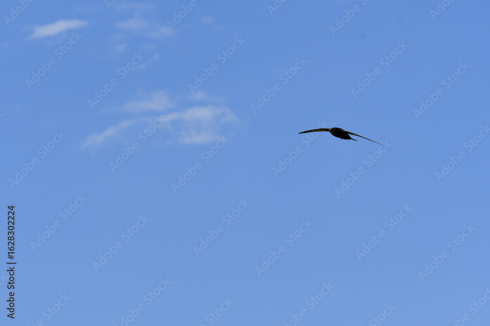 Obraz premium Andorinha a voar