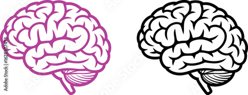 Two brain illustrations one in purple and the other in black and white on a white background side view