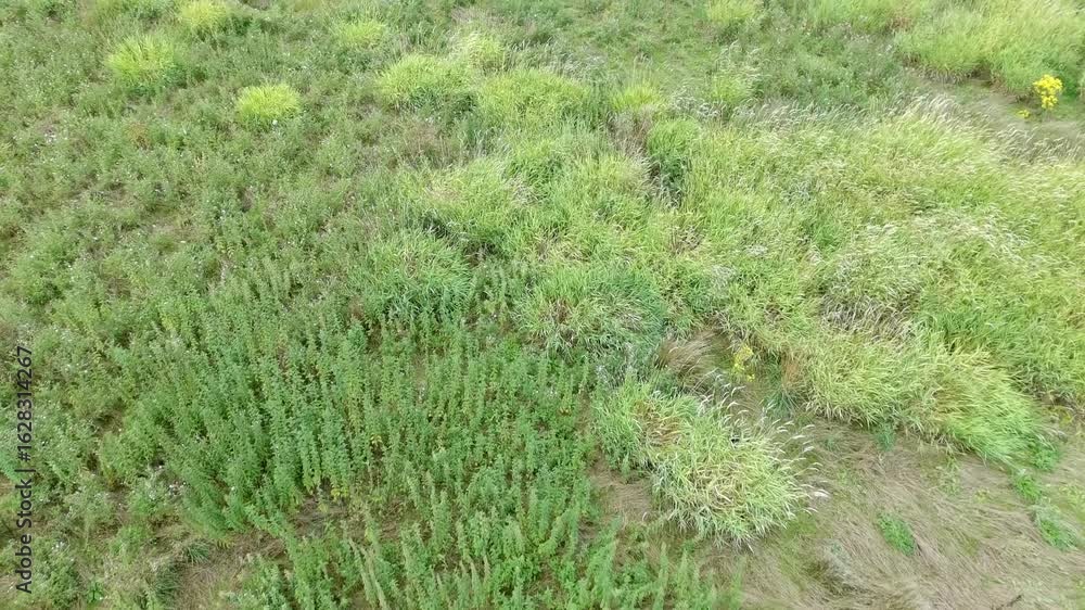 Serene Drone Shot of a Wild Meadow in Summer Serene Drone Shot of a Wild Meadow in Summer