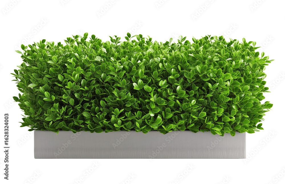 Fototapeta premium Lush green bush growing in a white pot with transparent background