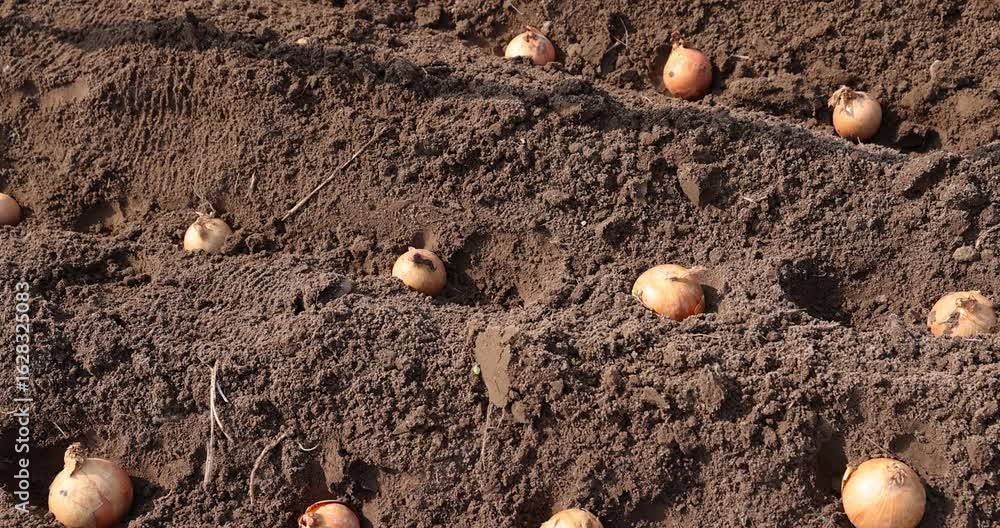 yellow onions are planted in a row in the field during sowing , soil preparation and onions for planting during farming in the garden in the spring