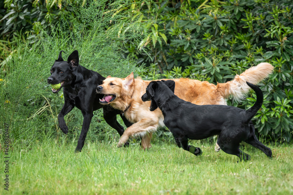 Two black labradors and a golden retriever running and playing together Two black labradors and a golden retriever running and playing together