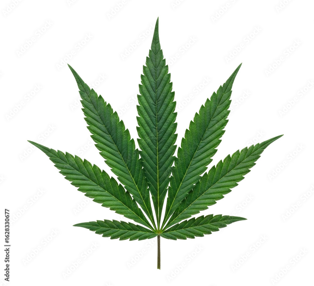 Green cannabis leaf cutout isolated on transparent bg, png Green cannabis leaf cutout isolated on transparent bg, png