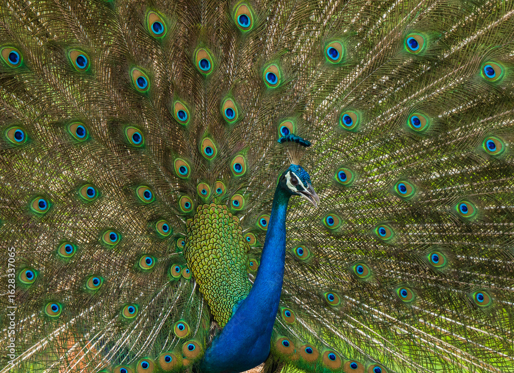Obraz premium Peacock Dance