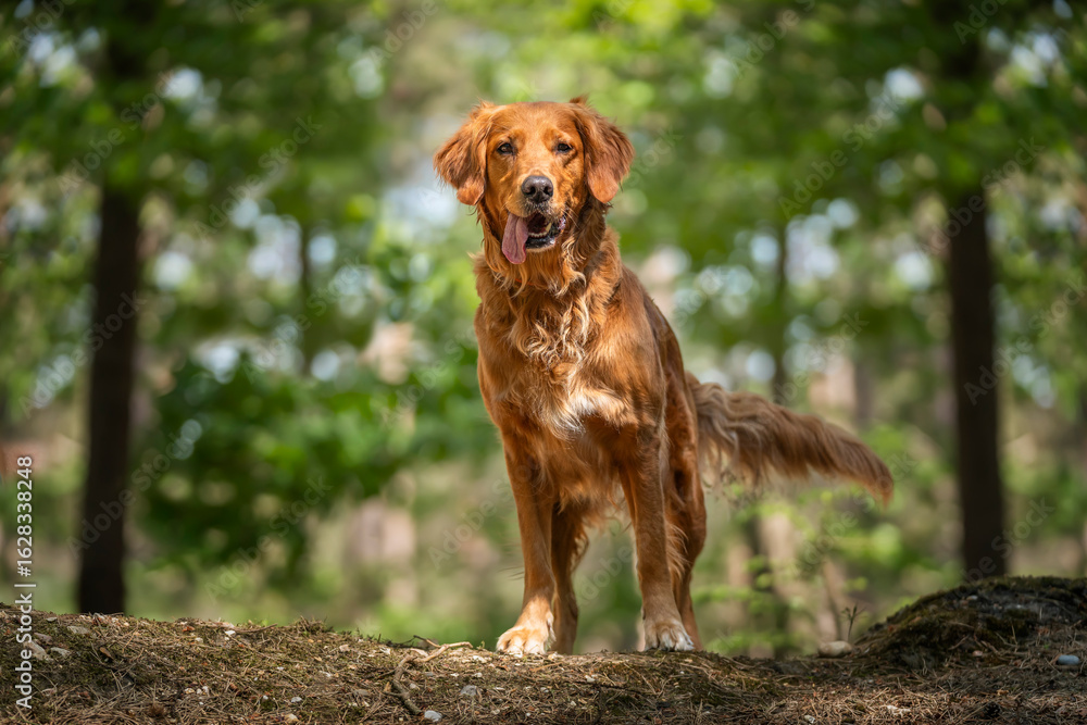 Obraz premium Golden Retriever standing in the forest with sun shining