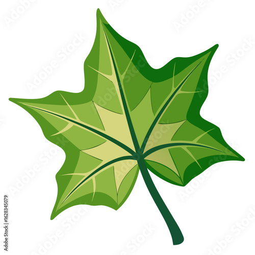 an English ivy leaf with its characteristic lobed shape and pointed segments, no background vector file.