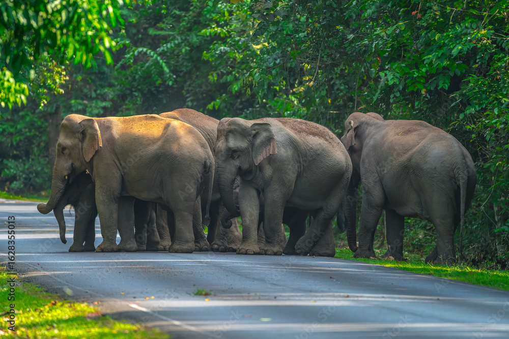 Fototapeta premium Elephants are large mammals and are the largest land animals. Wild elephants eat plants. They are big, have a small head, big legs, and have a trunk that reaches to the ground. That trunk is the nose.
