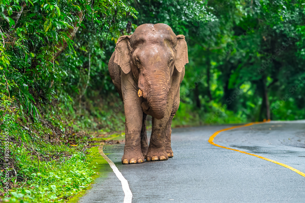 Obraz premium Elephants are large mammals and are the largest land animals. Wild elephants eat plants. They are big, have a small head, big legs, and have a trunk that reaches to the ground. That trunk is the nose.