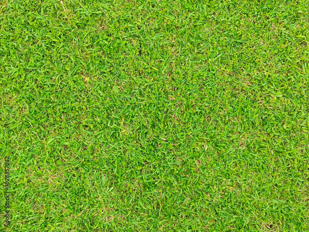 Fototapeta premium green grass background