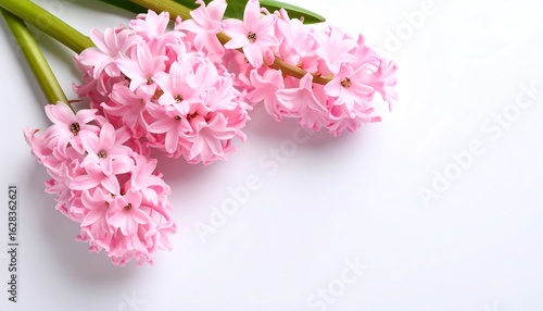 Wallpaper Mural Delicate pink hyacinths Torontodigital.ca