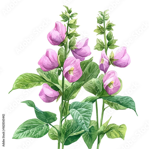 Garden Pea Flower, watercolor clipart vector, isolated on a white background.