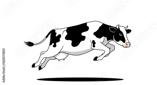 Energetic holstein cow leaping through the air