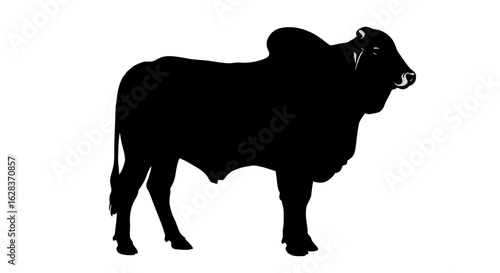 Silhouette of a brahman bull standing on a white background
